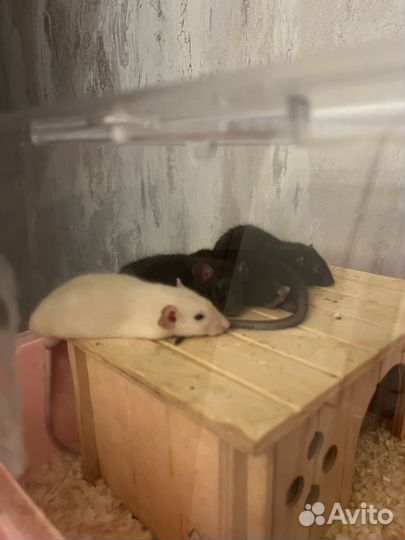 Крысята дамбо сиам и соболь