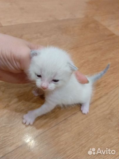 Котята в добрые руки бесплатно