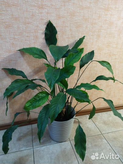 Спатифиллум