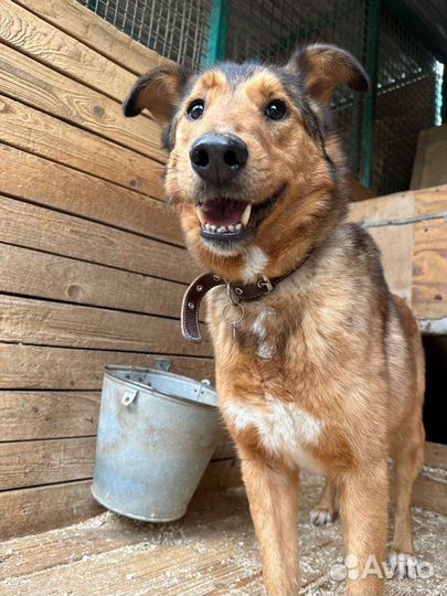 Лобзик красивый, но не счастливый