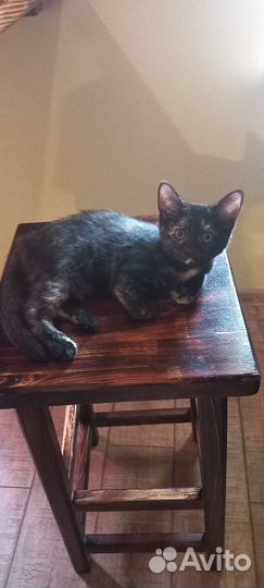 Отдам котят в хорошие руки