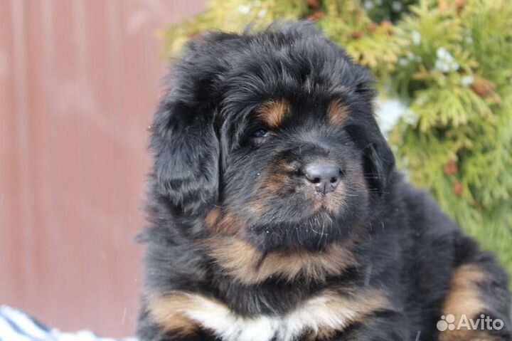 Тибетский мастиф щенки