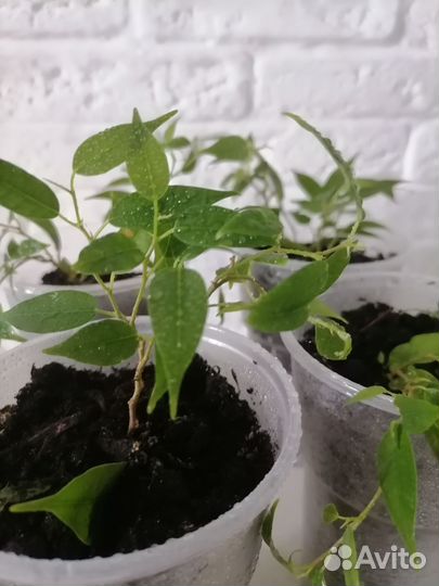 Фикус бенжамина