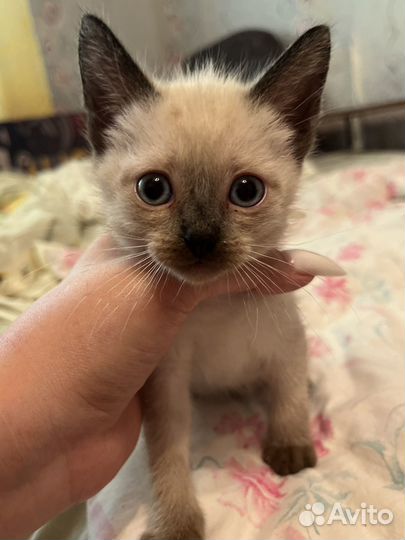 Такйские котята
