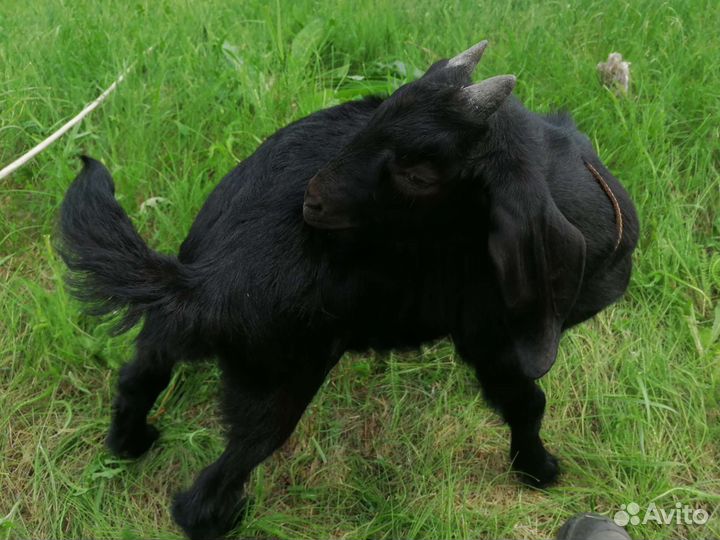 Нубийский козлик