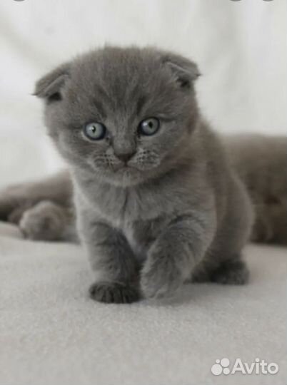 Шотландские котятки
