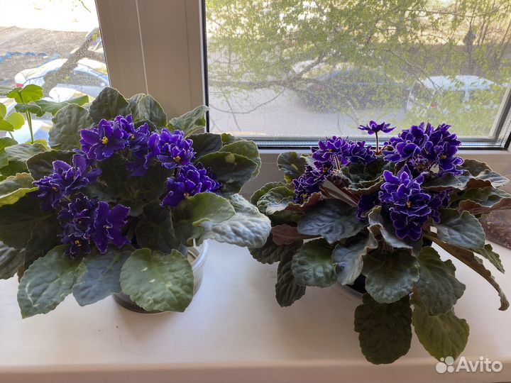 Фиалка в горшках