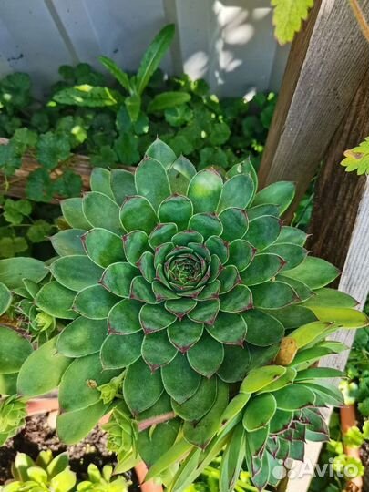 Суккуленты Молодило Каменная роза Почвокровники