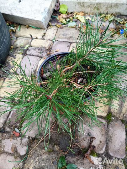 Ель саженцы