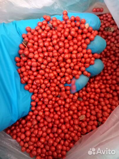 Семена кормовой и сахарной свеклы