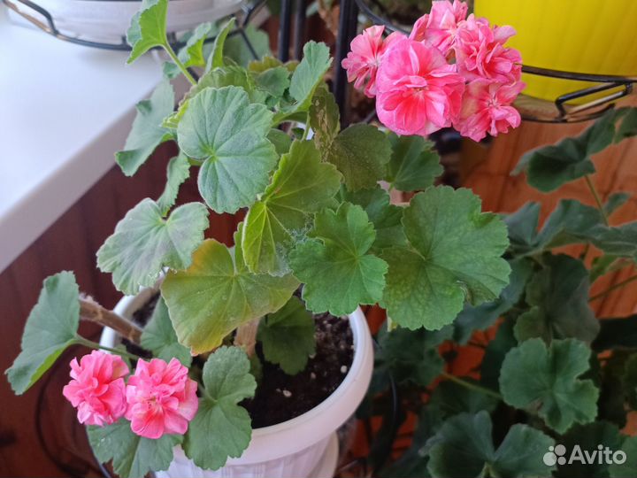 Пеларгония