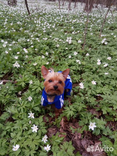 Вязка Мини Йорк