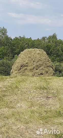 Продам сено