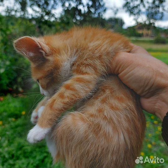 Котята в добрые руки бесплатно