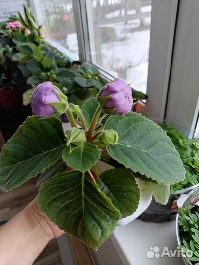 Глоксиния махровая