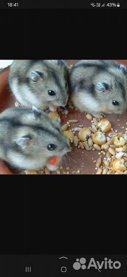 Джунгарский хомяк