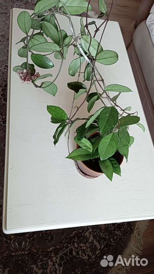 Хойя восковой плющ