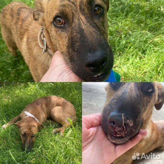 Собака в добрые руки