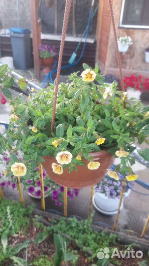 Калибрахоа