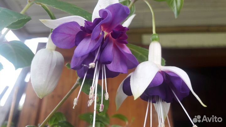 Подросшие черенки фуксий