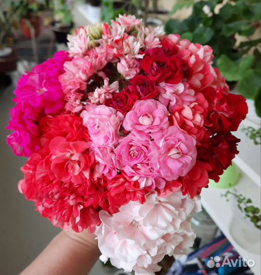 Пеларгонии сортовые