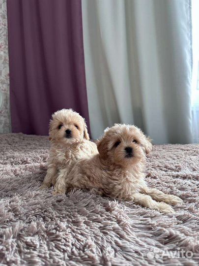 Мальтипу ф1