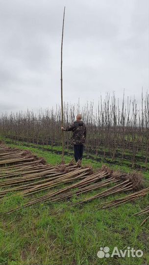 Павловния FTE