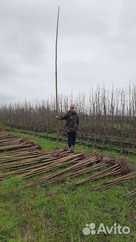 Павловния FTE