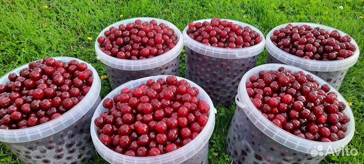 Продам вишню