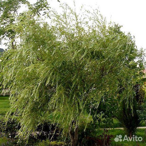 Ива плакучая, контейнер 5л/7л