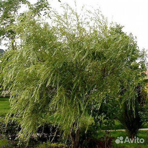 Ива плакучая, контейнер 5л/7л