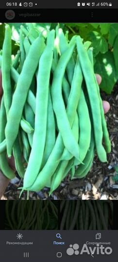Фасоль стручковая