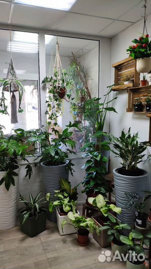 Комнатные растения