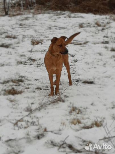 Собака стерилизованная