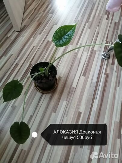 Комнатные растения