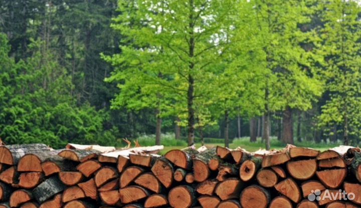 Дрова дуб