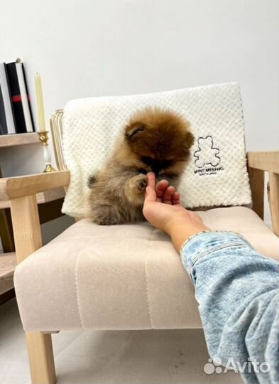 Померанский шпиц