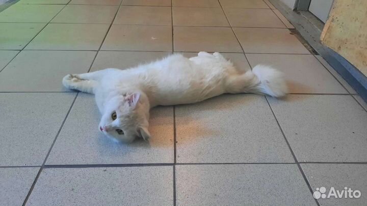 Ласковый ангора выброшен в подъезд, вызван отлов