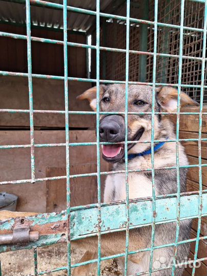 Улыбчивый щенок ищет дом