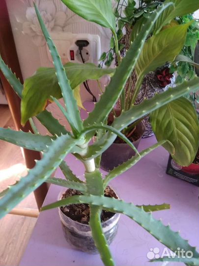 Алоэ и Алое Вера