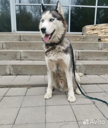 Сибирский хаски