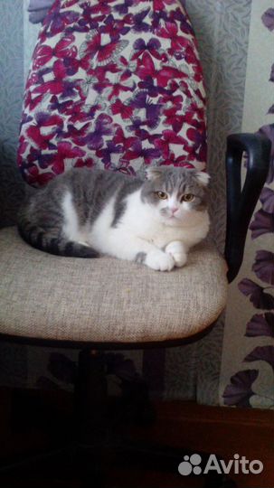 Передержка собак, кошек,грызунов и других животных