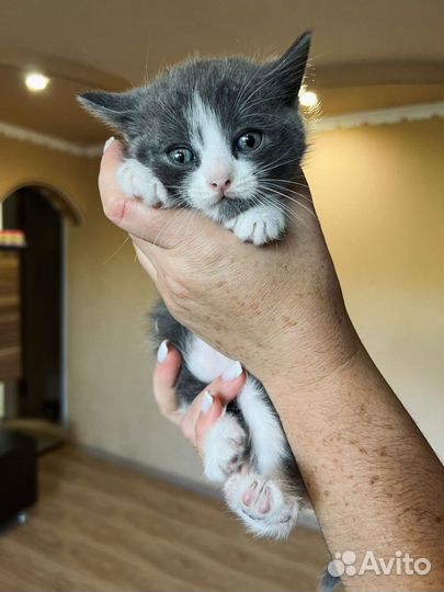 Котики