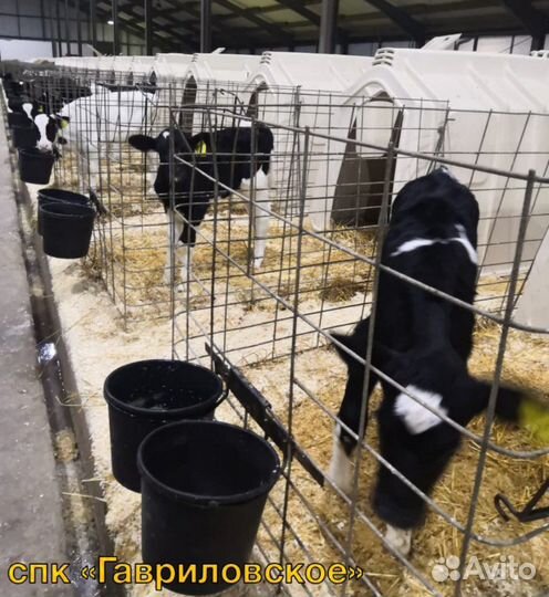 Телята. Бычки