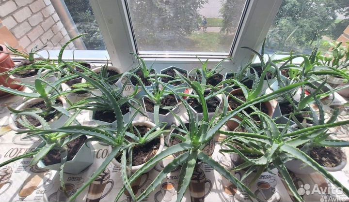 Алоэ лечебное