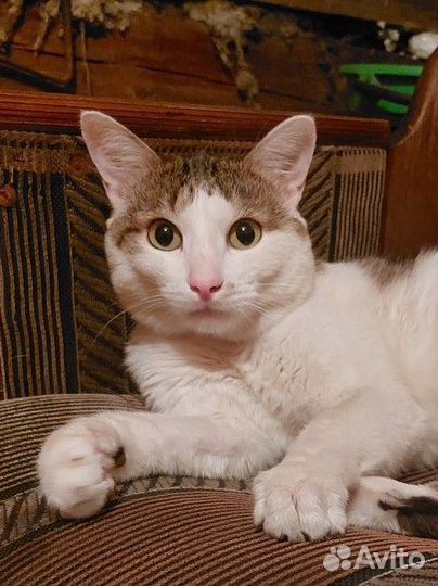 Кот в добрые руки