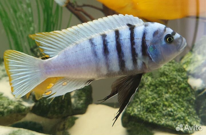 Цихлиды оз. Малави Яло Риф