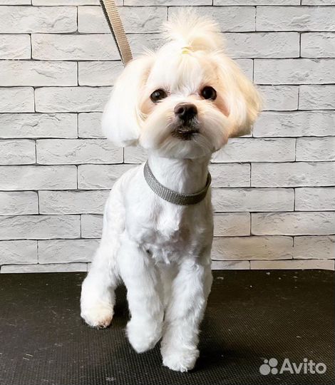 Стрижка собак, покраска шерсти