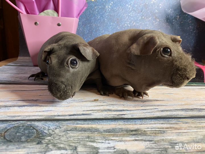 Морские свинки