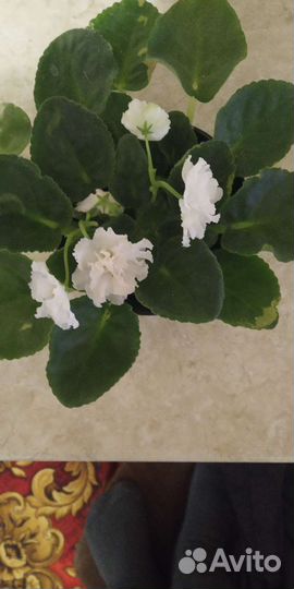 Фиалка в горшках